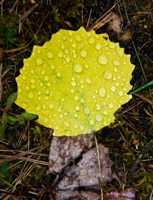 Leaf with drops