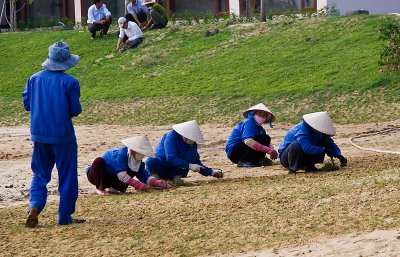 Making a lawn