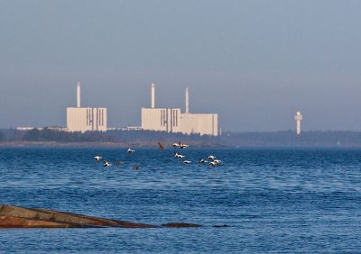 Eiders and the nuclear power plant