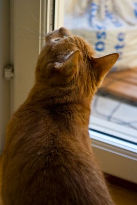 Tiger watching bird outside window