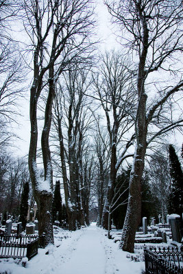Winter graveyard