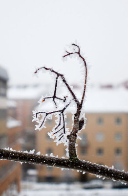 Miniature tree