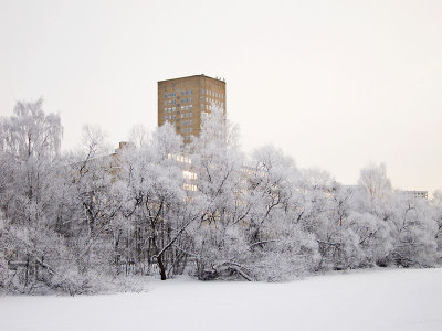 In the frozen forest