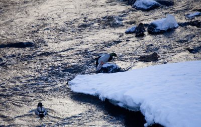 Mallards in Fyrisn