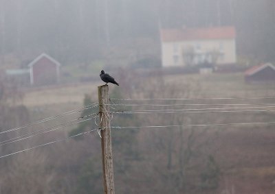 Bird on a pole