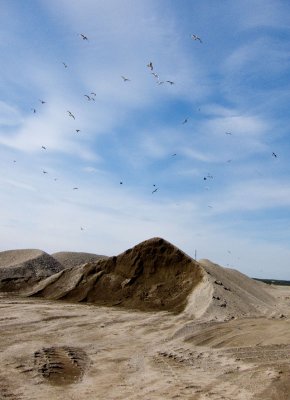 Gulls above the waste