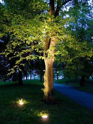 The illuminated tree