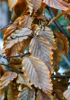 November 27: Bronze leaves