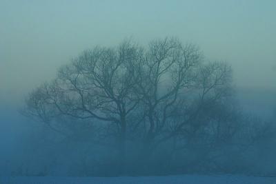 November 30: Tree in morning fog