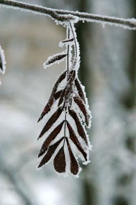 January 5: Frosty rowan