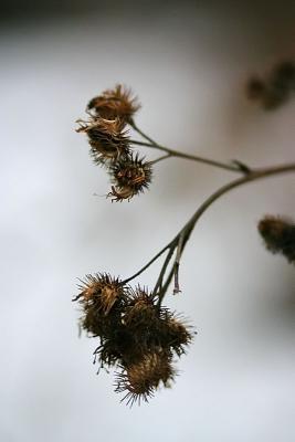 January 16: Winter flowers
