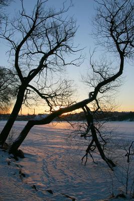 January 29: Willow in sunrise