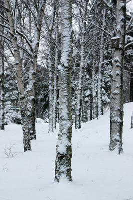 February 7: Birches in snow