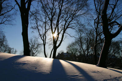 February 11: Morning sun in the park