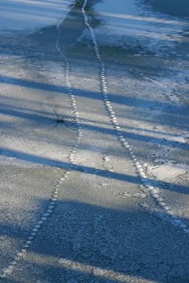 Tracks in the ice