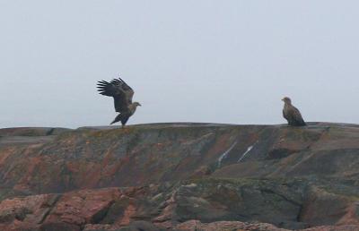 White tailed eagles