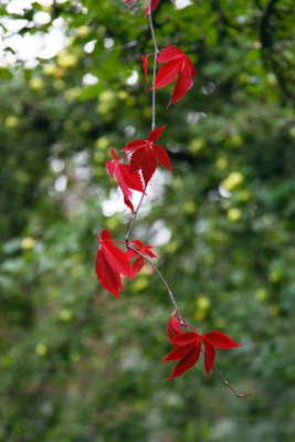 September 19: The red twig