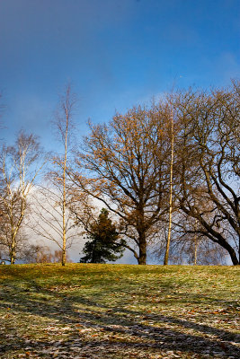 Frost in the park