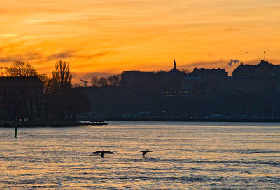 Swans landing at dawn