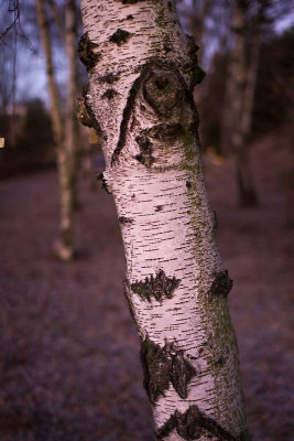 Birches in December morning 3