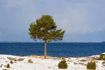 The lone pine