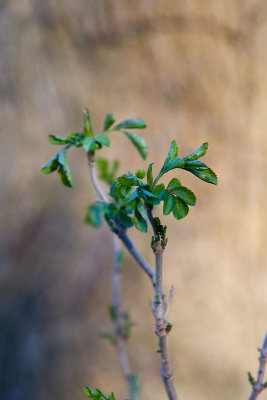 Emerging