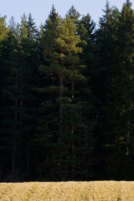 The dark forest