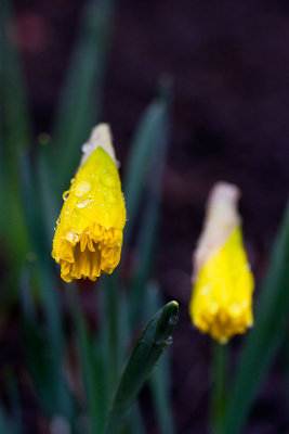 Budding daffodils