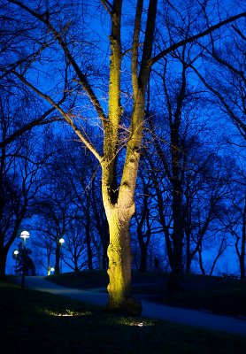 The illuminated tree