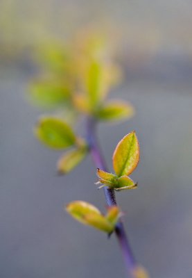 Baby leaves