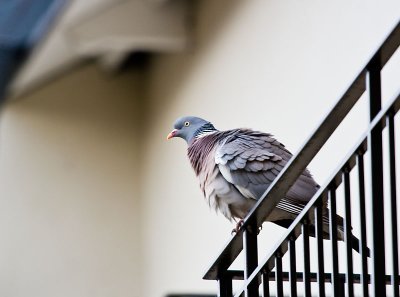 Dove on balcony