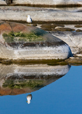Mirror for gull