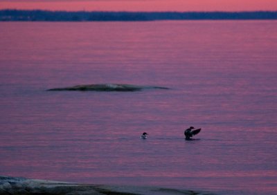 Birds in purple water