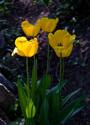 Sunlit Tulip