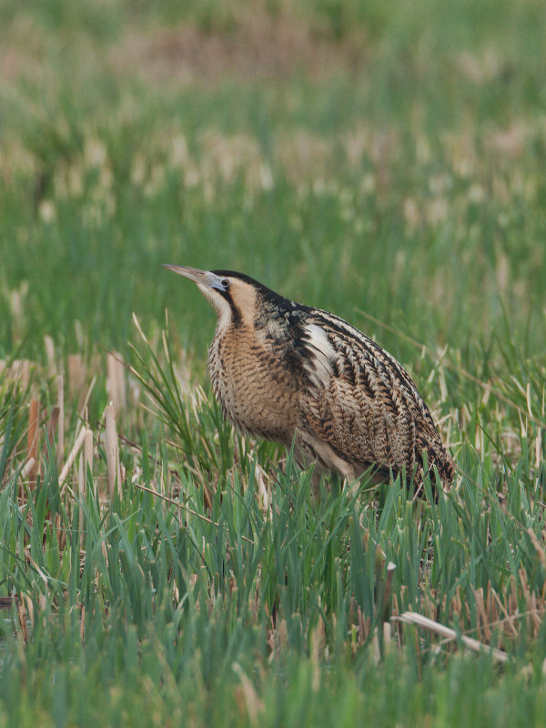 Botaurus stellaris - Roerdomp - Great Bittern