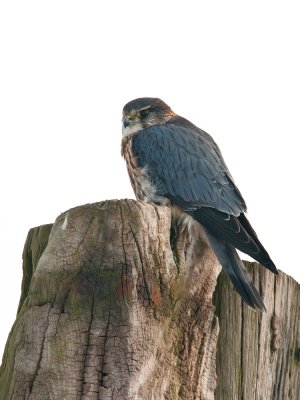  Falcon columbarius - Smelleken