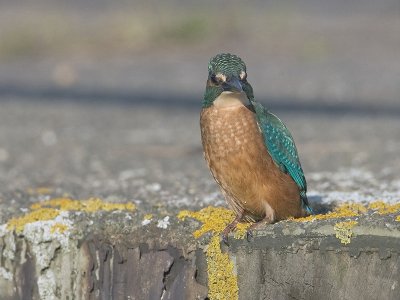 Alcedo atthis - IJsvogel -  Kingfisher