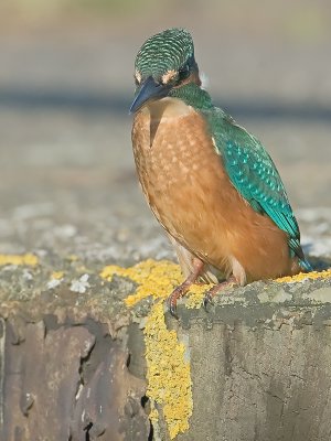 Alcedo atthis - IJsvogel -  Kingfisher