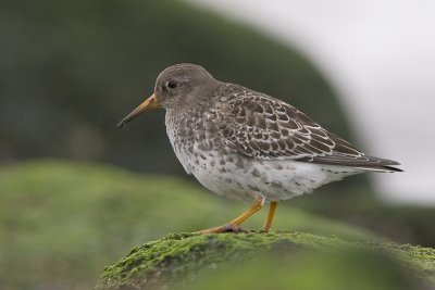 Calidris maritima - Paarse Strandloper - Purple Sandpiper