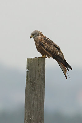 Milvus milvus - Rode Wouw - Red Kite