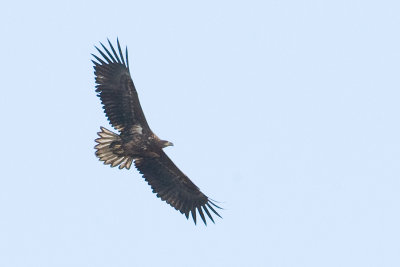 Haliaeetus albicilla - Zeearend - White-tailed Eagle