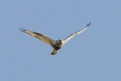 Buteo lagopus - Ruigpootbuizerd - Rough-legged Buzzard