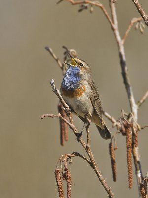 Luscinia svecica - Blauwborst - Bluethroat