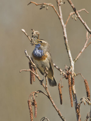 Luscinia svecica - Blauwborst - Bluethroat