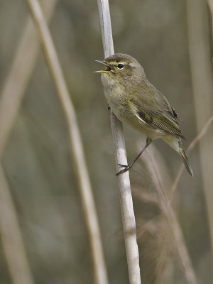 Phylloscopus collybita - Tjiftjaf - Chiffchaff