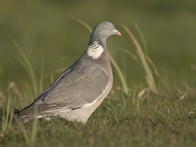 Columba palumbus - Houtduif - Wood Pigeon, Ring Dove
