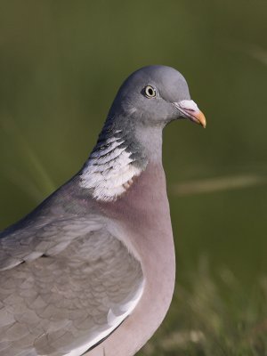 Columba palumbus - Houtduif - Wood Pigeon, Ring Dove