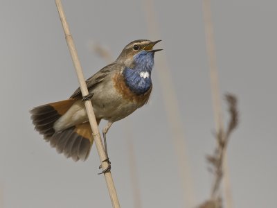 Luscinia svecica - Blauwborst - Bluethroat