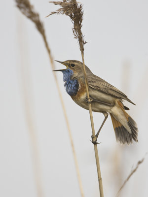 Luscinia svecica - Blauwborst - Bluethroat