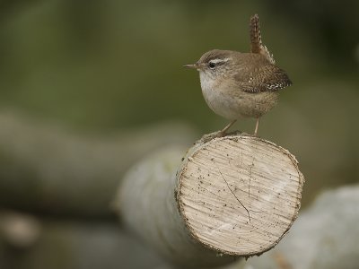 Troglodytes troglodytes - Winterkoning - Wren